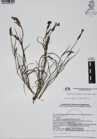 Sisyrinchium tenuifolium image